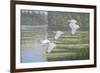 Flight of the Ibis-Bruce Dumas-Framed Giclee Print