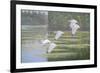 Flight of the Ibis-Bruce Dumas-Framed Giclee Print