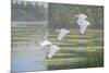 Flight of the Ibis-Bruce Dumas-Mounted Giclee Print