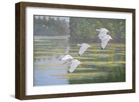 Flight of the Ibis-Bruce Dumas-Framed Giclee Print