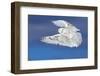 Flight of the Snowy - Snowy Owl-Jim Cumming-Framed Photographic Print