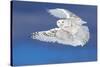 Flight of the Snowy - Snowy Owl-Jim Cumming-Stretched Canvas