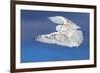 Flight of the Snowy - Snowy Owl-Jim Cumming-Framed Photographic Print