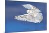 Flight of the Snowy - Snowy Owl-Jim Cumming-Mounted Photographic Print