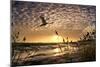 Flight of the Swan-Adrian Campfield-Mounted Premium Photographic Print