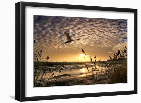 Flight of the Swan-Adrian Campfield-Framed Photographic Print