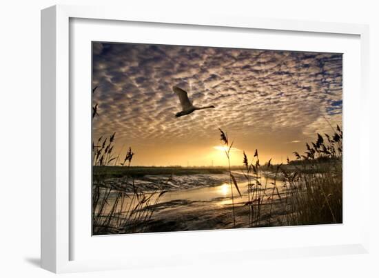 Flight of the Swan-Adrian Campfield-Framed Photographic Print