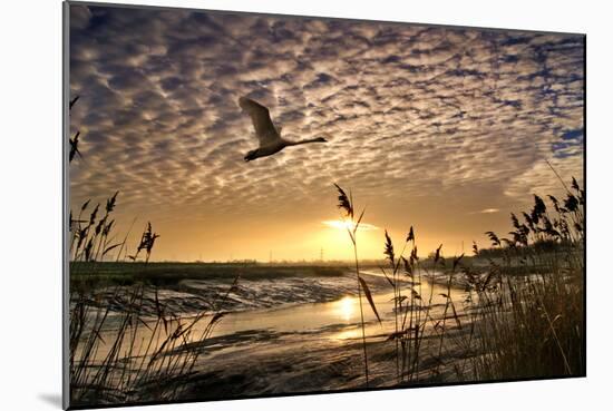 Flight of the Swan-Adrian Campfield-Mounted Photographic Print