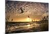 Flight of the Swan-Adrian Campfield-Mounted Photographic Print