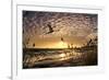 Flight of the Swan-Adrian Campfield-Framed Photographic Print