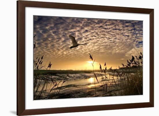 Flight of the Swan-Adrian Campfield-Framed Photographic Print