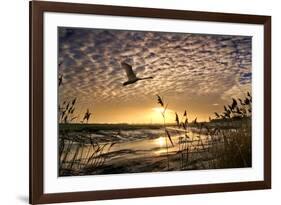 Flight of the Swan-Adrian Campfield-Framed Photographic Print