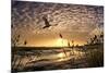 Flight of the Swan-Adrian Campfield-Mounted Photographic Print