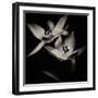 flight photography-Alex Caminker-Framed Photographic Print