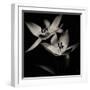 flight photography-Alex Caminker-Framed Photographic Print