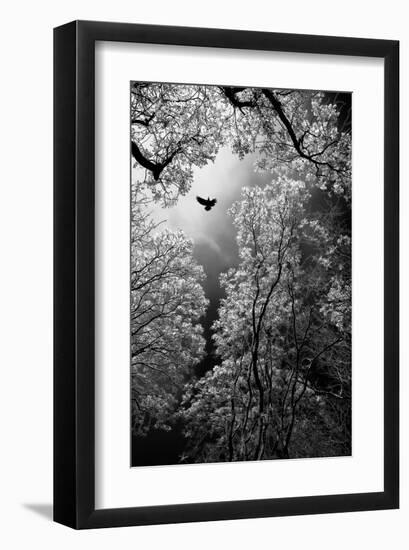 Flight-null-Framed Art Print