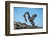 Flightless cormorant, Fernandina Island, Galapagos-Tui De Roy-Framed Photographic Print