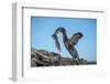 Flightless cormorant, Fernandina Island, Galapagos-Tui De Roy-Framed Photographic Print