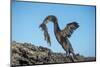 Flightless cormorant, Fernandina Island, Galapagos-Tui De Roy-Mounted Photographic Print