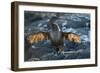 Flightless cormorant, Fernandina Island, Galapagos-Tui De Roy-Framed Photographic Print