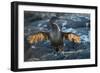 Flightless cormorant, Fernandina Island, Galapagos-Tui De Roy-Framed Photographic Print