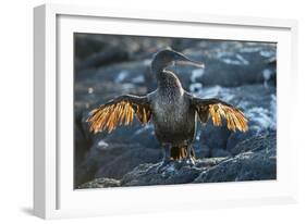 Flightless cormorant, Fernandina Island, Galapagos-Tui De Roy-Framed Photographic Print