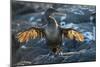 Flightless cormorant, Fernandina Island, Galapagos-Tui De Roy-Mounted Photographic Print