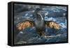 Flightless cormorant, Fernandina Island, Galapagos-Tui De Roy-Framed Stretched Canvas