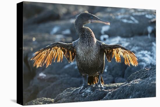 Flightless cormorant, Fernandina Island, Galapagos-Tui De Roy-Stretched Canvas