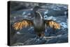 Flightless cormorant, Fernandina Island, Galapagos-Tui De Roy-Stretched Canvas