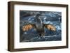 Flightless cormorant, Fernandina Island, Galapagos-Tui De Roy-Framed Photographic Print