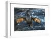 Flightless cormorant, Fernandina Island, Galapagos-Tui De Roy-Framed Photographic Print