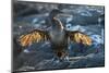 Flightless cormorant, Fernandina Island, Galapagos-Tui De Roy-Mounted Photographic Print