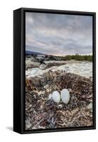 Flightless Cormorant Nest (Phalacrocorax Harrisi)-Michael Nolan-Framed Stretched Canvas