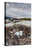 Flightless Cormorant Nest (Phalacrocorax Harrisi)-Michael Nolan-Stretched Canvas