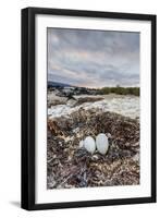 Flightless Cormorant Nest (Phalacrocorax Harrisi)-Michael Nolan-Framed Photographic Print