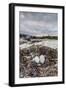 Flightless Cormorant Nest (Phalacrocorax Harrisi)-Michael Nolan-Framed Photographic Print