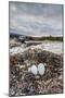 Flightless Cormorant Nest (Phalacrocorax Harrisi)-Michael Nolan-Mounted Photographic Print
