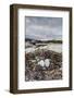 Flightless Cormorant Nest (Phalacrocorax Harrisi)-Michael Nolan-Framed Photographic Print