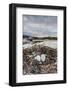 Flightless Cormorant Nest (Phalacrocorax Harrisi)-Michael Nolan-Framed Photographic Print