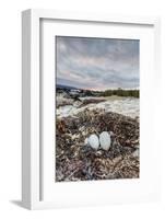 Flightless Cormorant Nest (Phalacrocorax Harrisi)-Michael Nolan-Framed Photographic Print