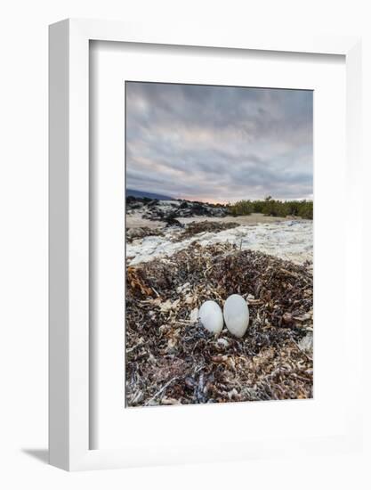 Flightless Cormorant Nest (Phalacrocorax Harrisi)-Michael Nolan-Framed Photographic Print