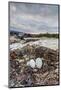 Flightless Cormorant Nest (Phalacrocorax Harrisi)-Michael Nolan-Mounted Photographic Print