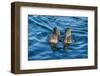 Flightless cormorant pair in courtship,  Puerto Pajas, Isabela Island, Galapagos-Tui De Roy-Framed Photographic Print