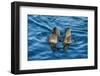 Flightless cormorant pair in courtship,  Puerto Pajas, Isabela Island, Galapagos-Tui De Roy-Framed Photographic Print