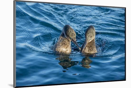 Flightless cormorant pair in courtship,  Puerto Pajas, Isabela Island, Galapagos-Tui De Roy-Mounted Photographic Print