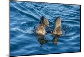 Flightless cormorant pair in courtship,  Puerto Pajas, Isabela Island, Galapagos-Tui De Roy-Mounted Photographic Print