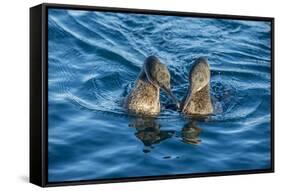 Flightless cormorant pair in courtship,  Puerto Pajas, Isabela Island, Galapagos-Tui De Roy-Framed Stretched Canvas