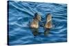 Flightless cormorant pair in courtship,  Puerto Pajas, Isabela Island, Galapagos-Tui De Roy-Stretched Canvas