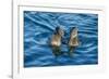 Flightless cormorant pair in courtship,  Puerto Pajas, Isabela Island, Galapagos-Tui De Roy-Framed Photographic Print